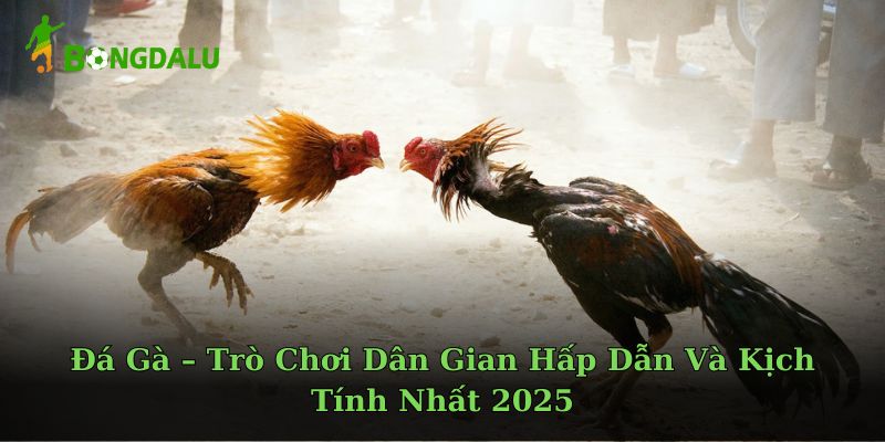 Đá Gà – Trò Chơi Dân Gian Hấp Dẫn Và Kịch Tính Nhất 2025