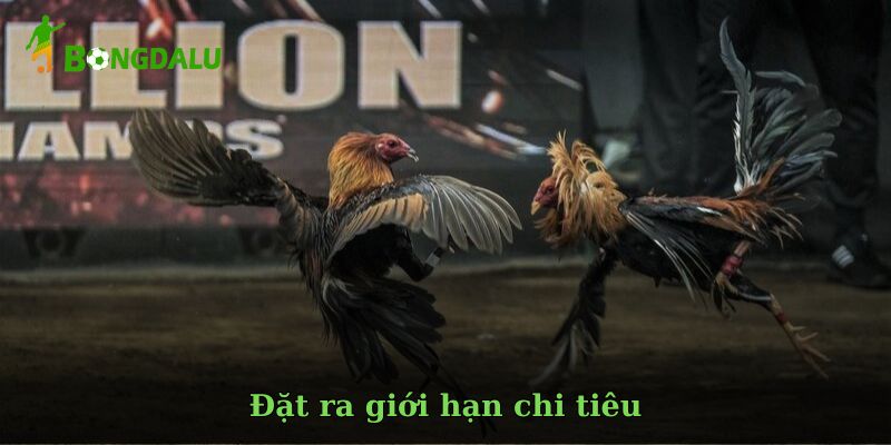 Đá gà là gì và vì sao hấp dẫn người chơi?
