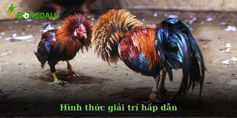 Hướng dẫn cơ bản khi tham gia chọi gà trực tuyến