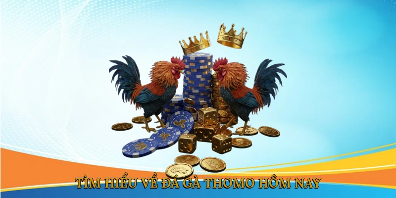 Tìm hiểu về đá gà thomo hôm nay